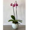 JARRON PECERA 1 ORQUIDEA